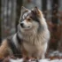 How to Breed Pomskies: A Comprehensive Guide for Beginners