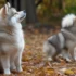 How to Get a Pomsky: Tips for Finding the Perfect Pomeranian Husky Mix