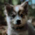 Pomsky Exercise: Keeping it in Good Shape