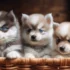 Keeping your Pomsky healthy