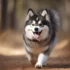 FAQs about Pomsky Puppies Near Me