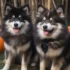 Places to visit for a healthier Pomsky