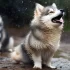 FAQs about Pomsky Traits