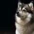 How to Draw a Pomsky: Step-by-Step Guide for Beginners