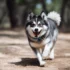 Indoor games to play with your Pomsky