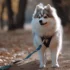 FAQs about Pomsky Images