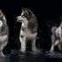 How to Make a Pomsky: A Step-by-Step Guide to Breeding Your Own Designer Dog