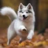 How to Make a Pomsky: A Step-by-Step Guide