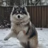 Pomsky Segunda Generación: Todo lo que necesitas saber