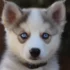 FAQs about Pomsky Size