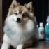 Pomsky Training & Health care