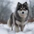 How to Stop Your Pomsky from Biting: Tips and Tricks for Curbing Aggressive Puppy Behavior