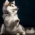 How to Raise a Happy and Healthy Pomsky Puppy