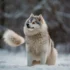 How to Breed Pomskies: A Comprehensive Guide for Beginners