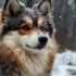 Ultimate Guide on How to Take Care of Your Pomsky