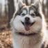 FAQs about Pomsky Health Issues