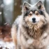 How to Train Your Pomsky: Tips and Tricks for a Well-Behaved Companion