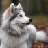 How to Train Your Pomsky: Tips and Tricks for a Well-Behaved Companion