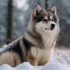 How to Get a Pomsky: Tips for Finding the Perfect Pomeranian Husky Mix