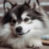 Why you should include water in the Pomsky’s diet?