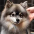 How is a bed important for Pomsky’s health?