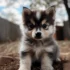 Leave-in Conditioners for Pomskies