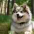 FAQs about Pomsky Puppy Adoption