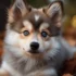 FAQs about Majestic Pomsky
