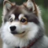 Grooming your Pomsky for a show
