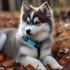 How to stop your Pomsky for running away?