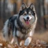 Pomsky puppies