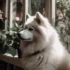 Keep your Pomsky away from this Choking Hazards