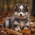 FAQs about Cute Pomsky
