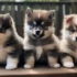FAQs about Pomsky Teacup