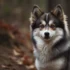How to stop your Pomsky from biting
