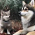 the Pomsky training…