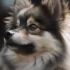 FAQs about Black Pomsky