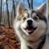 Pomsky Puppy Information: Size, Appearance, and Personality Traits