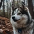 Huron Pomsky: A Guide to the Adorable and Lively Pomskies