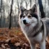 Husky Pomsky – What You Need to Know About This Adorable Mix Breed