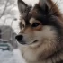 Husky Dog Pomsky Toy: A Complete Guide to Raising a Pomsky