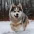 Husky Dog or Pomsky: A Guide to Understanding This Popular Hybrid Dog Breed