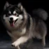 Husky Mix Pomsky: Everything You Need to Know About This Adorable Designer Dog