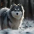 Teacup Pomsky Puppies: Everything You Need To Know