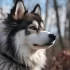 Husky Pomskies for Sale: Everything You Need to Know About This Adorable Hybrid