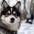 Husky Pomsky Mix: Understanding the Personality Traits of this Adorable Pomsky Hybrid