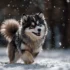 Husky Pomsky Puppy: The Ultimate Guide to Understanding This Adorable Mix