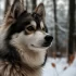 Husky Pomsky Pomeranian: Understanding the Adorable Pomsky Mixes