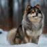 Husky Pomsky Puppies: A Guide to Understanding the Personality Traits of This Designer Breed