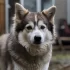 The Ultimate Guide to Husky Pomsky Dogs: Understanding Their Personality Traits and Temperament